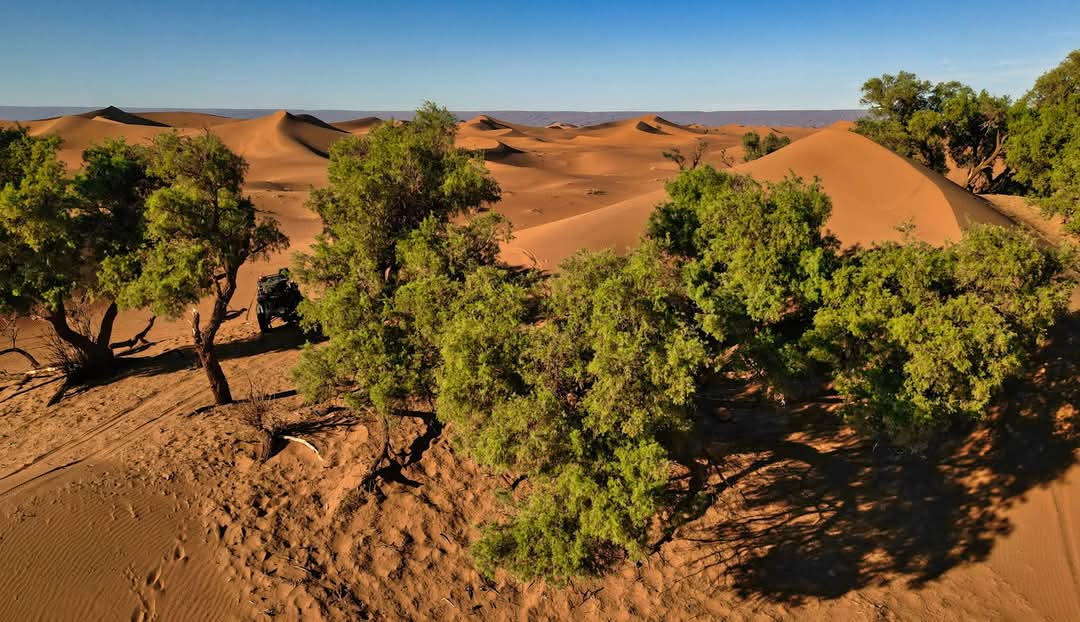 Blick über eine Wüstenlandschaft mit wellenförmigen Sanddünen in verschiedenen Brauntönen unter einem klaren blauen Himmel. Grüne Büsche und Bäume sprießen vereinzelt aus dem Sand und im Schatten eines Baums ist ein Geländewagen zu erkennen.